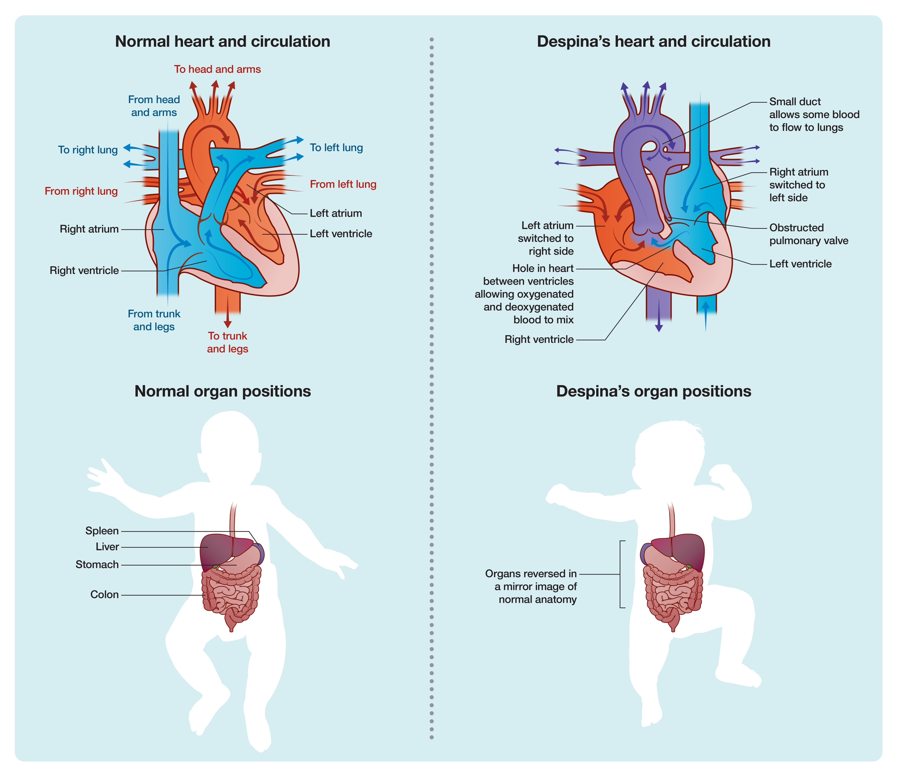 Position Of The Heart In The Human Body - Photos Idea